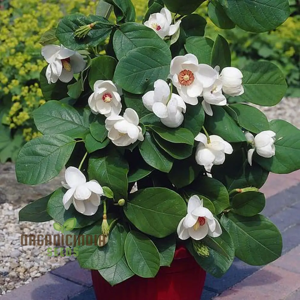 Magnolia Sieboldii Flower Seeds for Planting, Premium Seeds for Gardening - Image 3