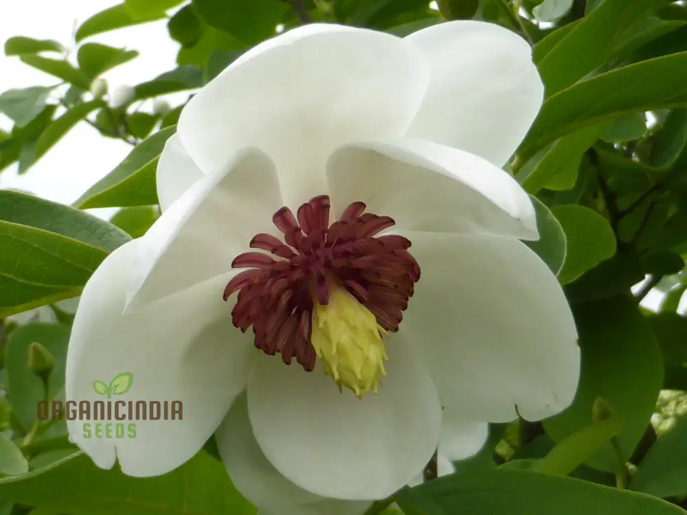 Magnolia Sieboldii Flower Seeds for Planting, Premium Seeds for Gardening - Image 4
