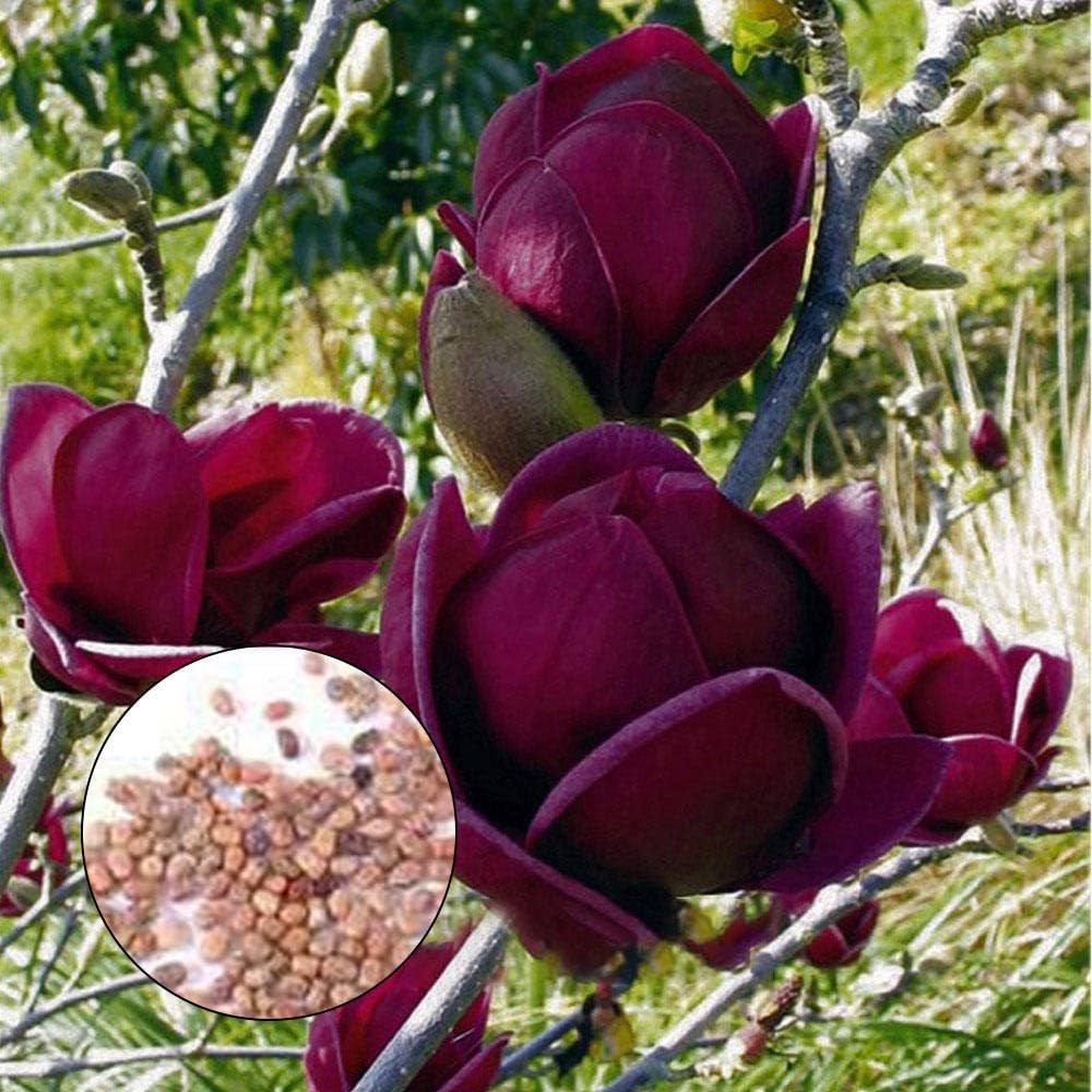 Magnolia Yulan Tulip Tree Flower Seeds for Planting - 100 pcs