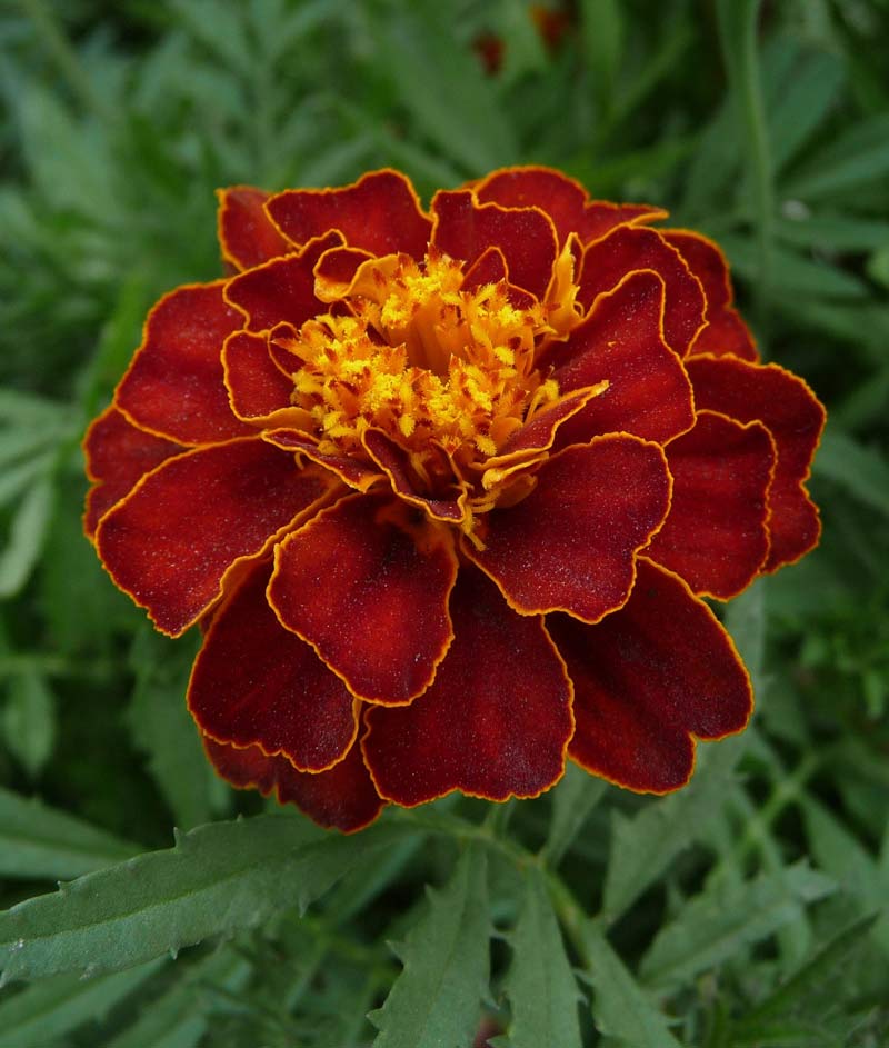 Mahogany Marigold Seeds – Rich Velvety Blooms for Garden Borders - Image 2