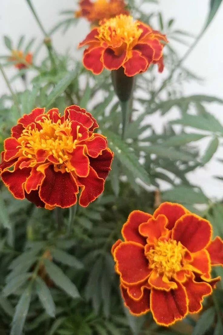 Mahogany Marigold Seeds – Rich Velvety Blooms for Garden Borders - Image 4