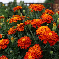Mahogany Marigold Seeds – Rich Velvety Blooms for Garden Borders - Image 5