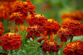 Mahogany Marigold Seeds – Rich Velvety Blooms for Garden Borders - Image 6
