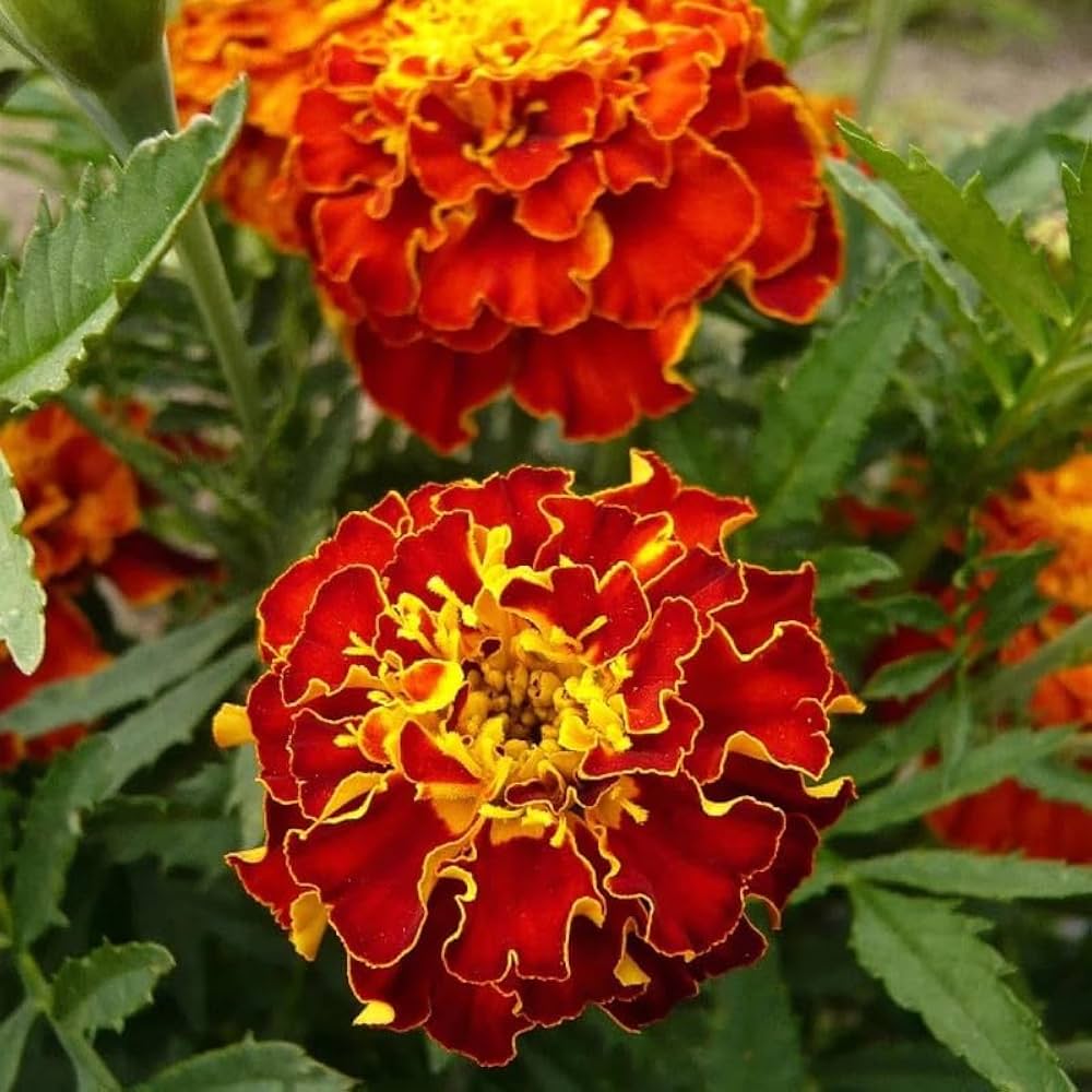 Mahogany Marigold Seeds – Rich Velvety Blooms for Garden Borders - Image 7