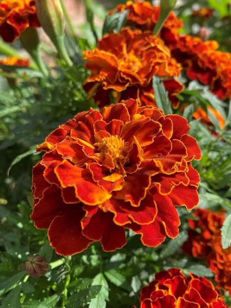 Mahogany Marigold Seeds – Rich Velvety Blooms for Garden Borders - Image 8