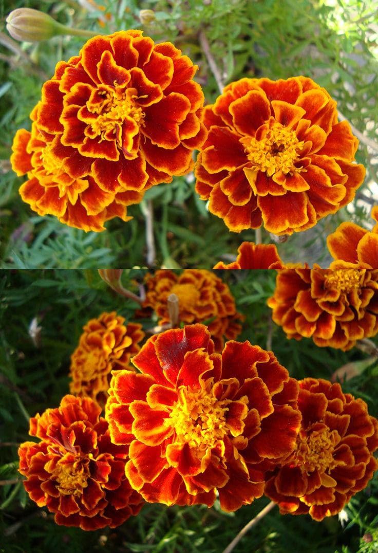 Mahogany Marigold Seeds – Rich Velvety Blooms for Garden Borders - Image 9