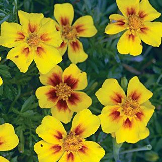 Mahogany with Yellow Center Marigold Seeds, Bold Bicolor Blooms for Gardens - Image 2
