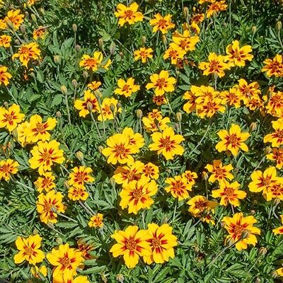 Mahogany with Yellow Center Marigold Seeds, Bold Bicolor Blooms for Gardens - Image 3
