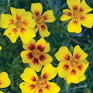 Mahogany with Yellow Center Marigold Seeds, Bold Bicolor Blooms for Gardens - Image 4