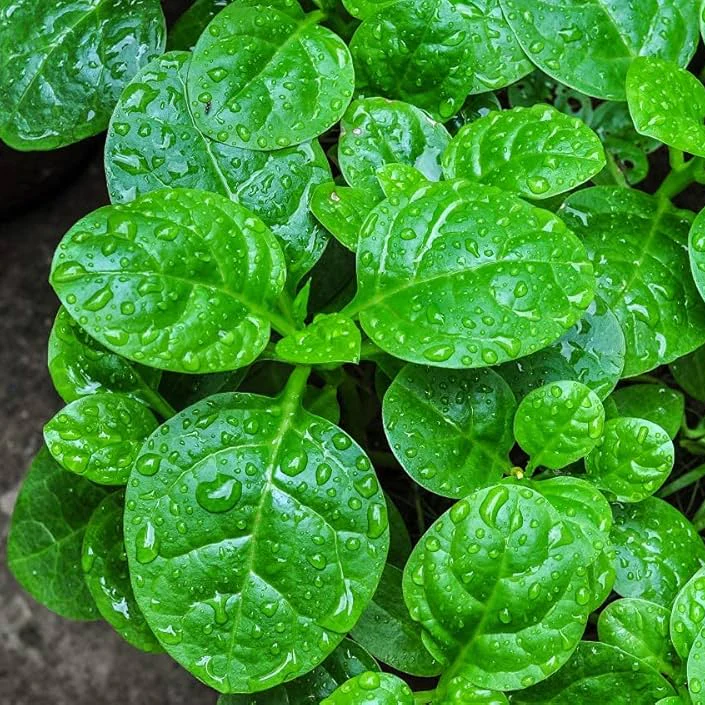 Malabar Spinach Seeds (Basella alba) – Heat-Tolerant, Fast-Growing Climbing Spinach - Image 2
