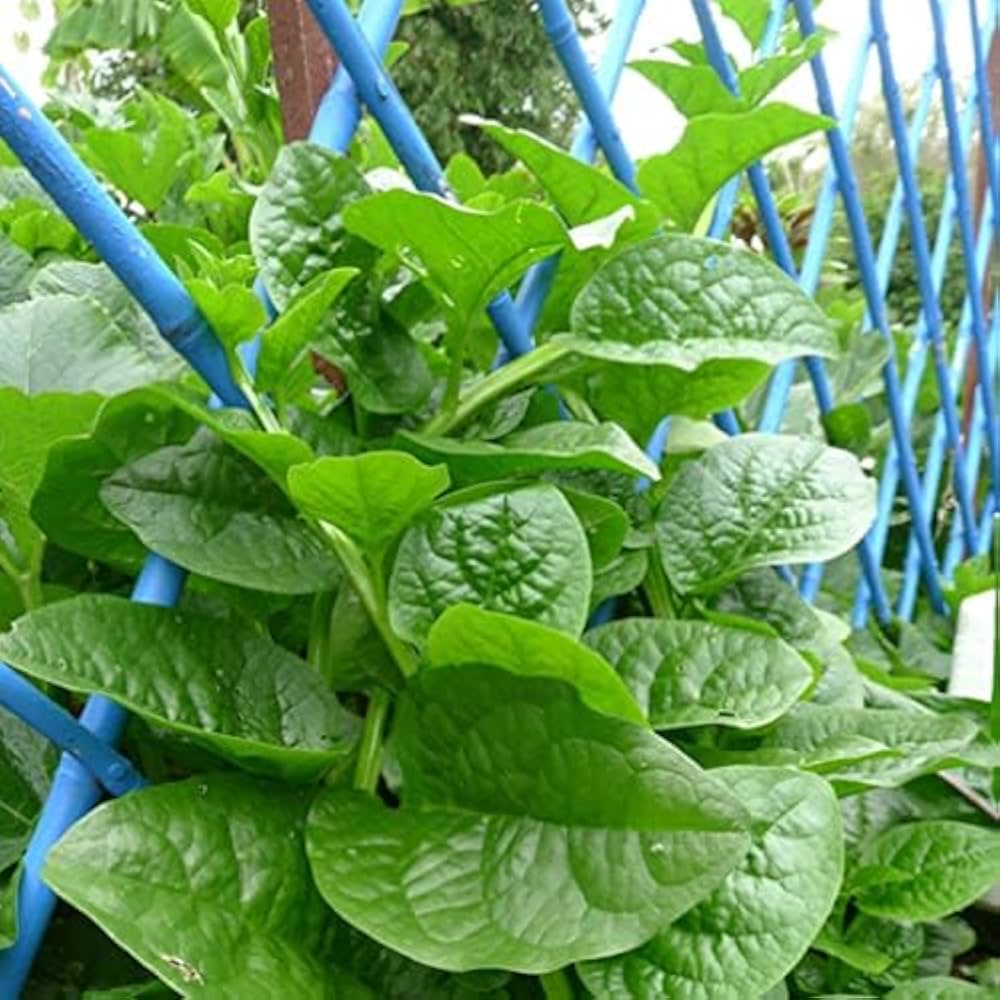 Malabar Spinach Seeds (Basella alba) – Heat-Tolerant, Fast-Growing Climbing Spinach - Image 3