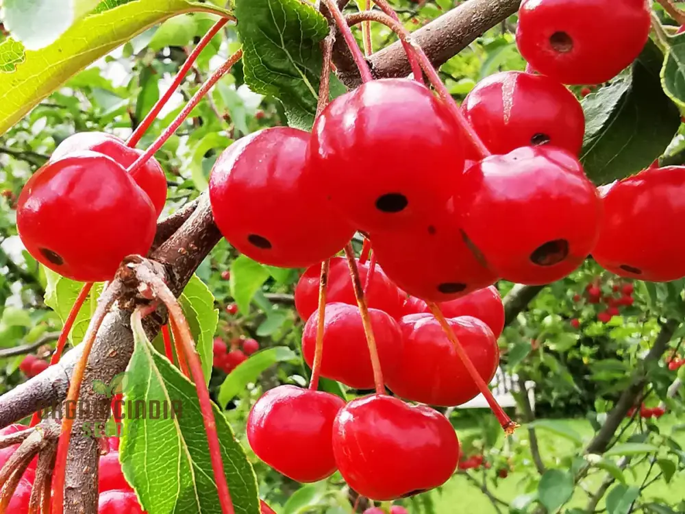 Malus Baccata Fruit Seeds for Planting, Premium Garden Seeds, Fruit Seeds for Gardening - Image 3