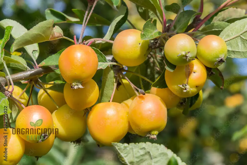 Malus Baccata Fruit Seeds for Planting, Premium Garden Seeds, Fruit Seeds for Gardening - Image 4