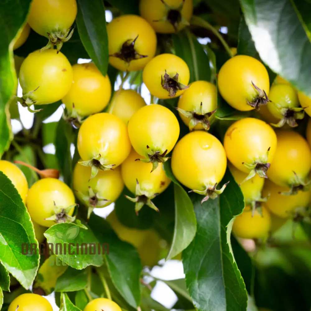 Malus Baccata Fruit Seeds for Planting, Premium Garden Seeds, Fruit Seeds for Gardening - Image 5