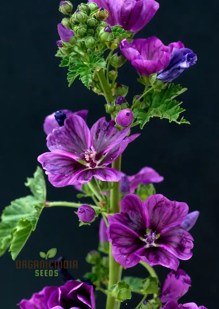 Malva Mystic Merlin Flower Seeds for Planting: Enhance Your Garden with Premium Quality Seeds for Successful Gardening
