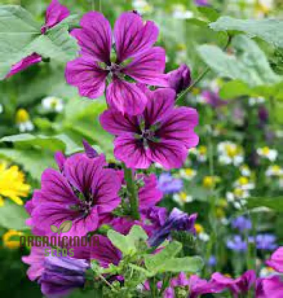 Malva Mystic Merlin Flower Seeds for Planting: Enhance Your Garden with Premium Quality Seeds for Successful Gardening - Image 3