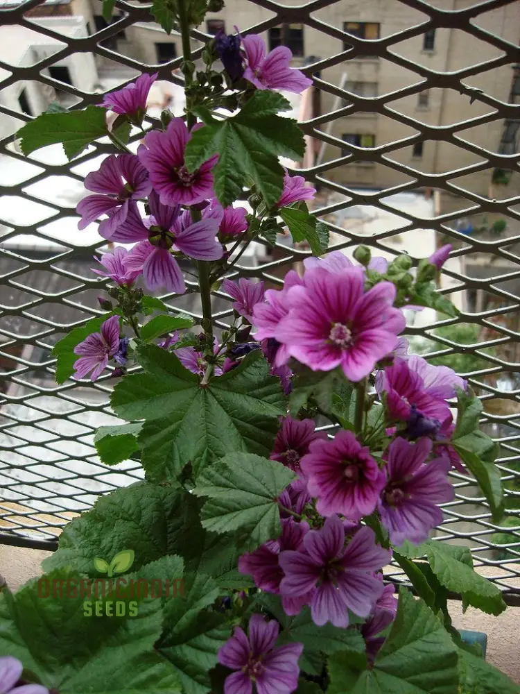 Malva Mystic Merlin Flower Seeds for Planting: Enhance Your Garden with Premium Quality Seeds for Successful Gardening - Image 4
