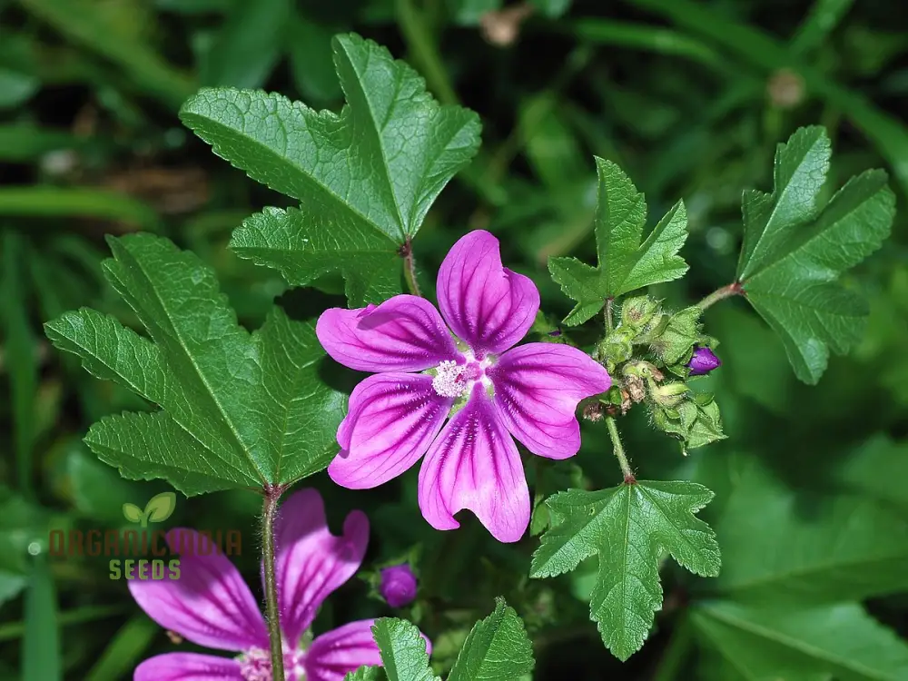 Malva Sylvestris Flower Seeds, Beautiful Addition to Your Garden, Premium Seeds for Gardening