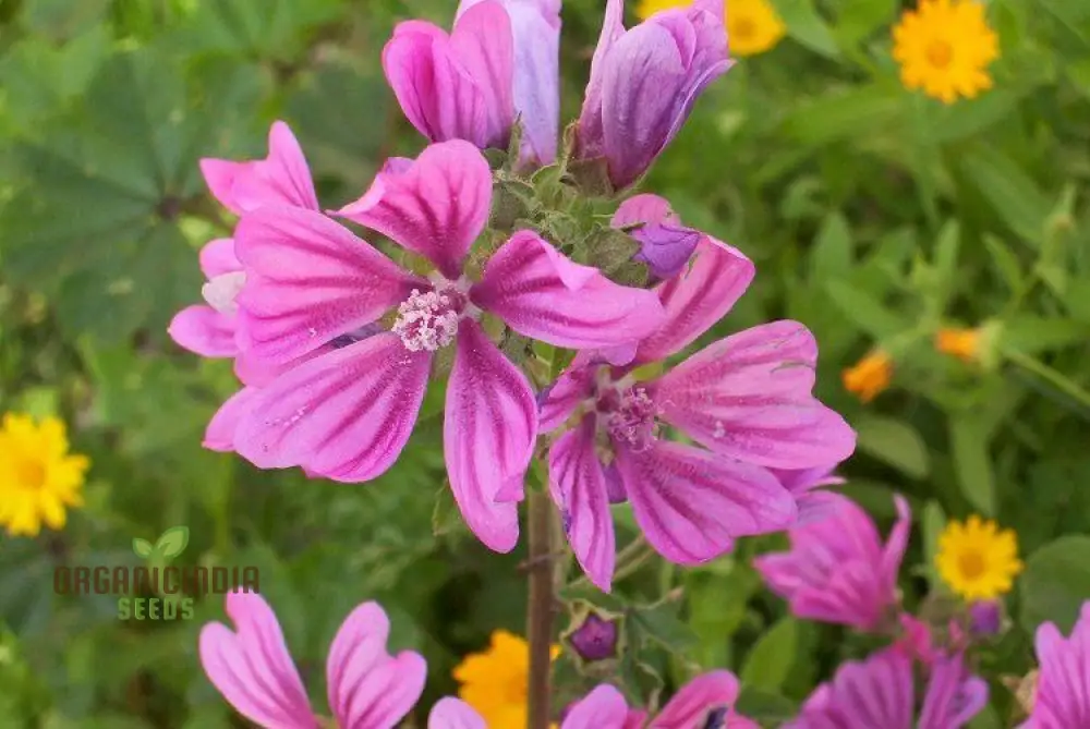 Malva Sylvestris Flower Seeds, Beautiful Addition to Your Garden, Premium Seeds for Gardening - Image 3