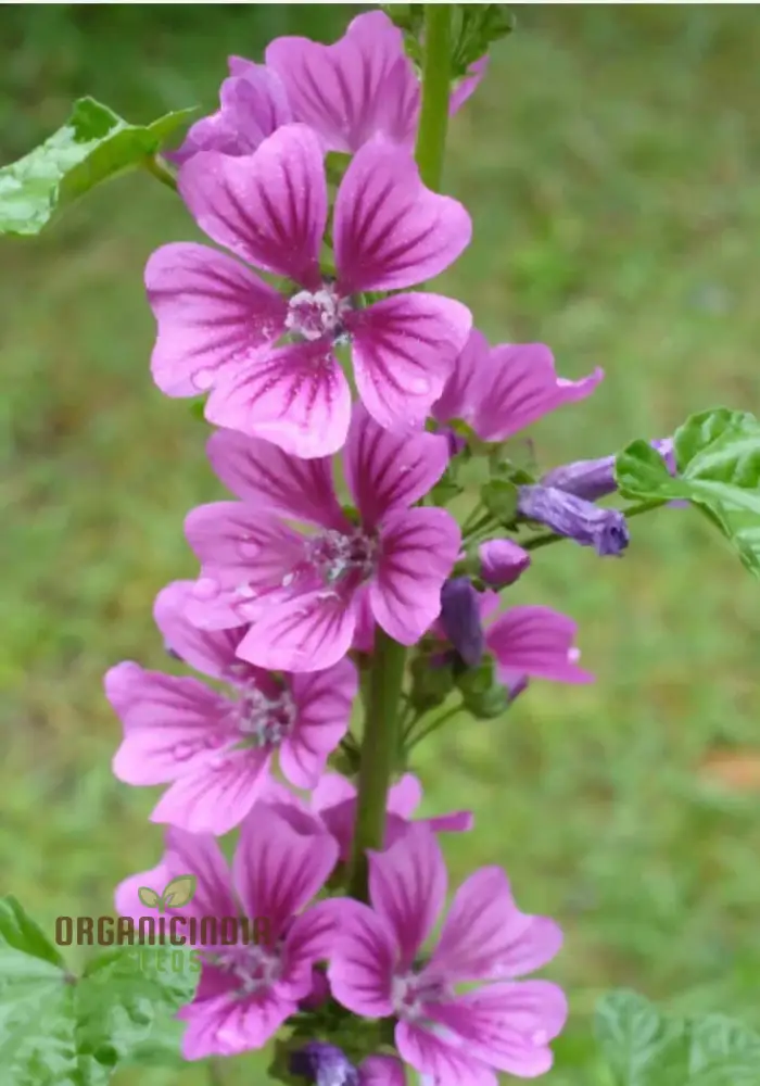 Malva Sylvestris Flower Seeds, Beautiful Addition to Your Garden, Premium Seeds for Gardening - Image 4