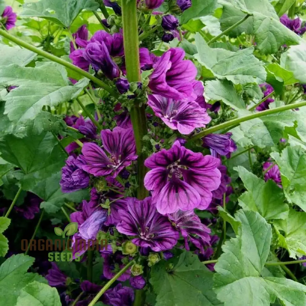 Malva Sylvestris mauritanica Flower Seeds, Enhance Your Garden with Exquisite Blooms, Premium Seeds for Gardening