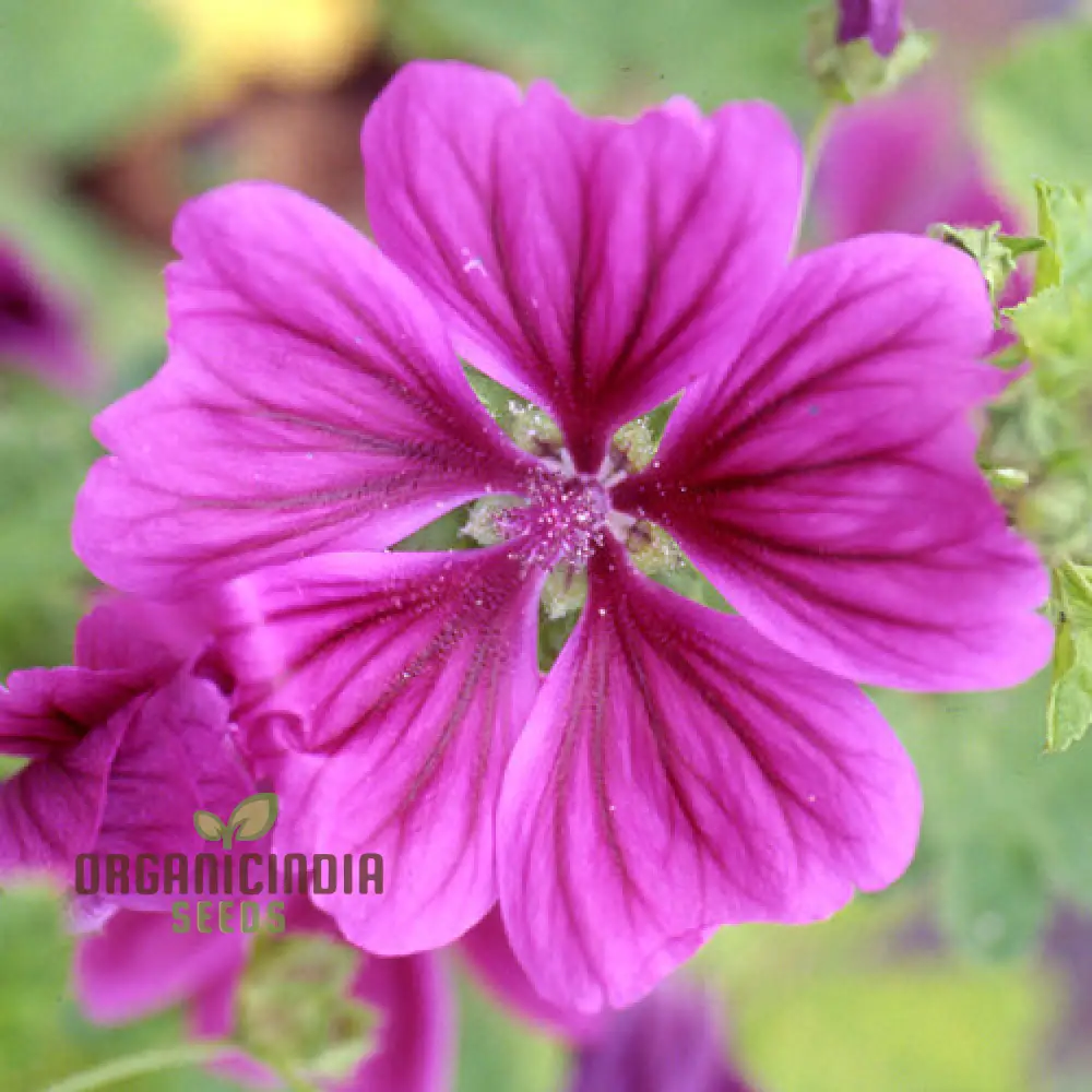 Malva Sylvestris mauritanica Flower Seeds, Enhance Your Garden with Exquisite Blooms, Premium Seeds for Gardening - Image 3