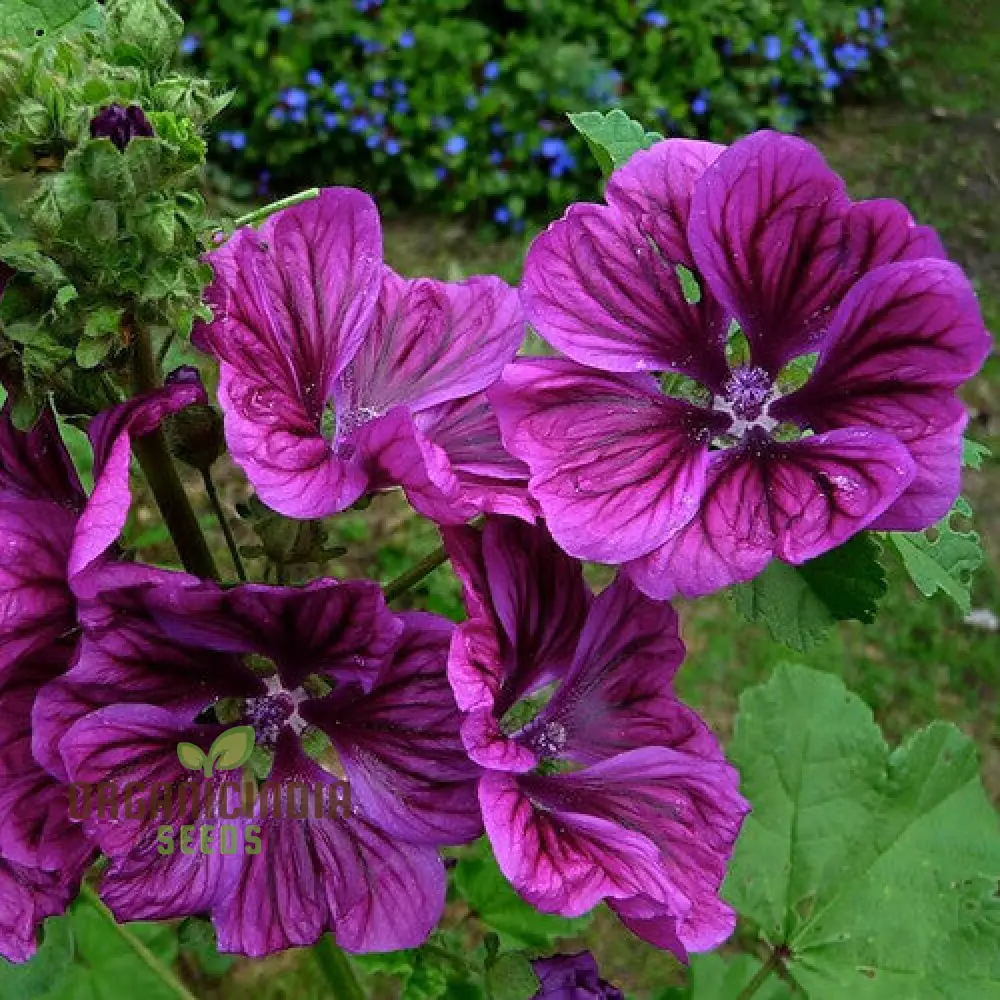 Malva Sylvestris mauritanica Flower Seeds, Enhance Your Garden with Exquisite Blooms, Premium Seeds for Gardening - Image 4