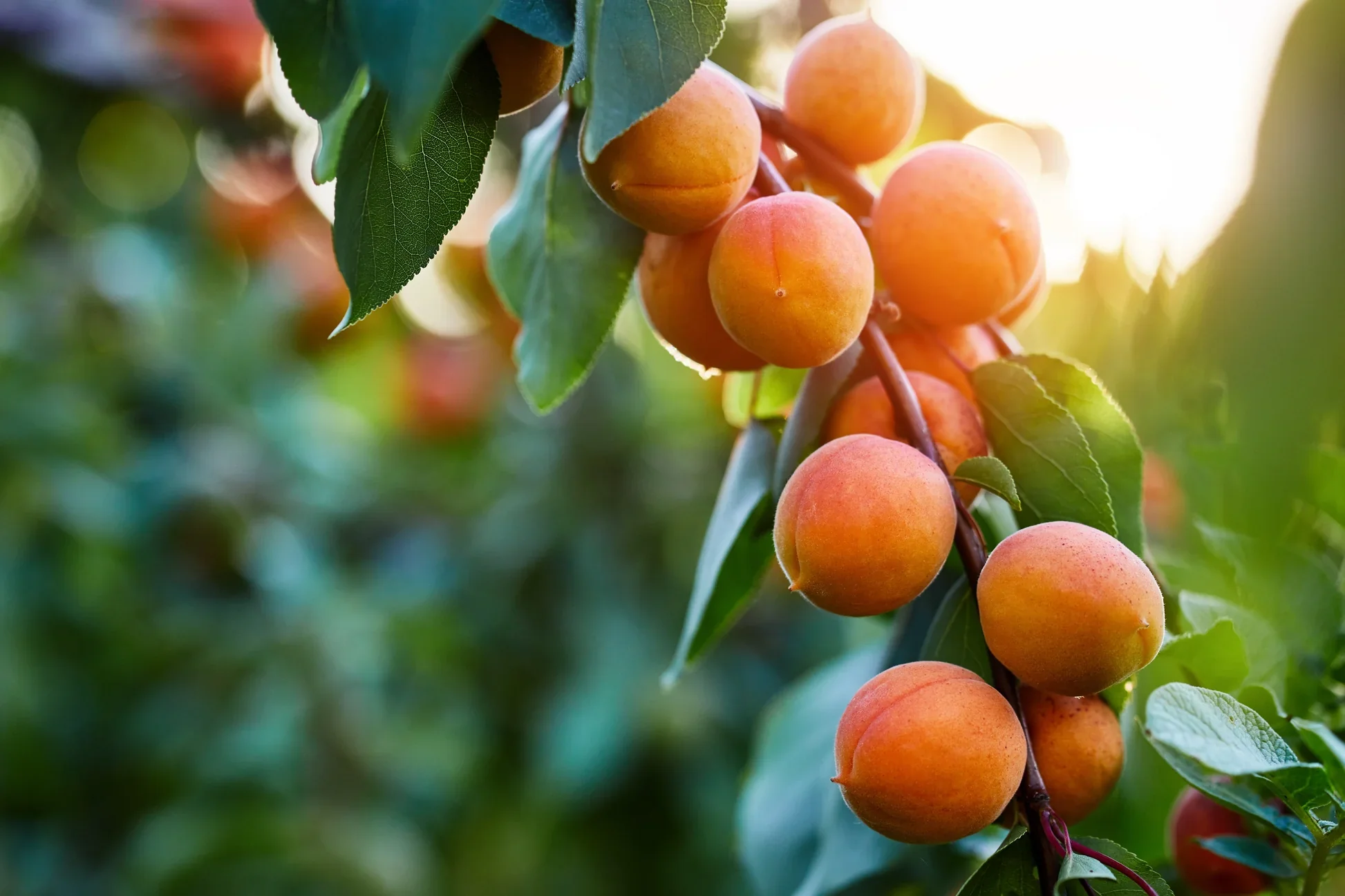 Manchurian Apricot Tree Seeds - Image 5