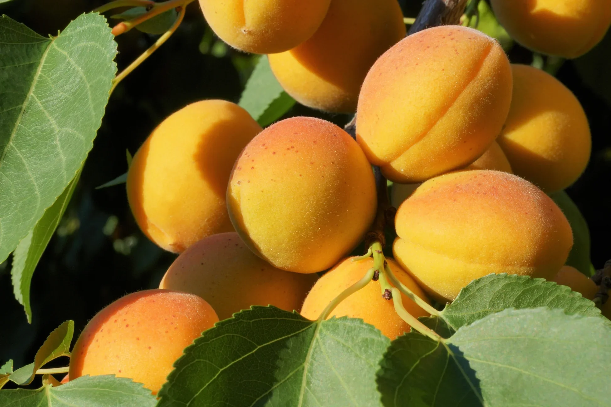 Manchurian Apricot Tree Seeds - Image 6