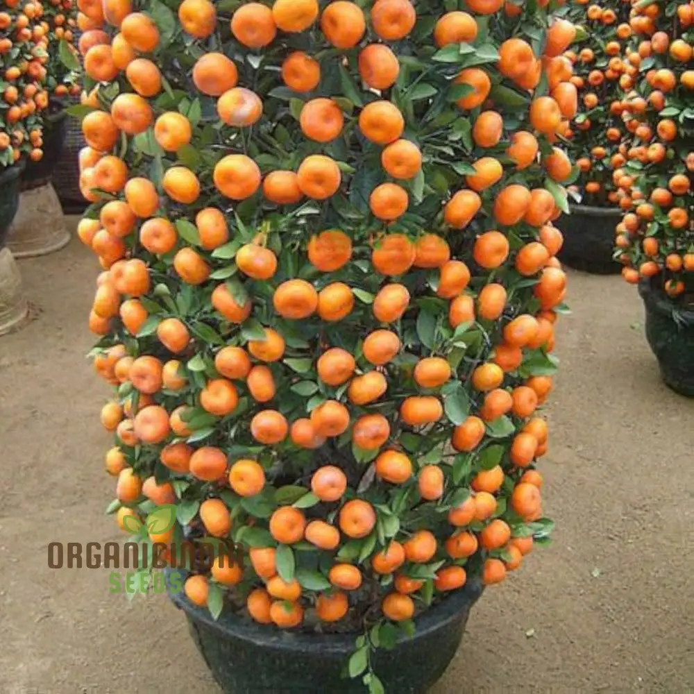 Mandarin Orange Dwarf Fruit Seeds for Planting, Premium Seeds for Growing Delicious Citrus in Your Home Garden