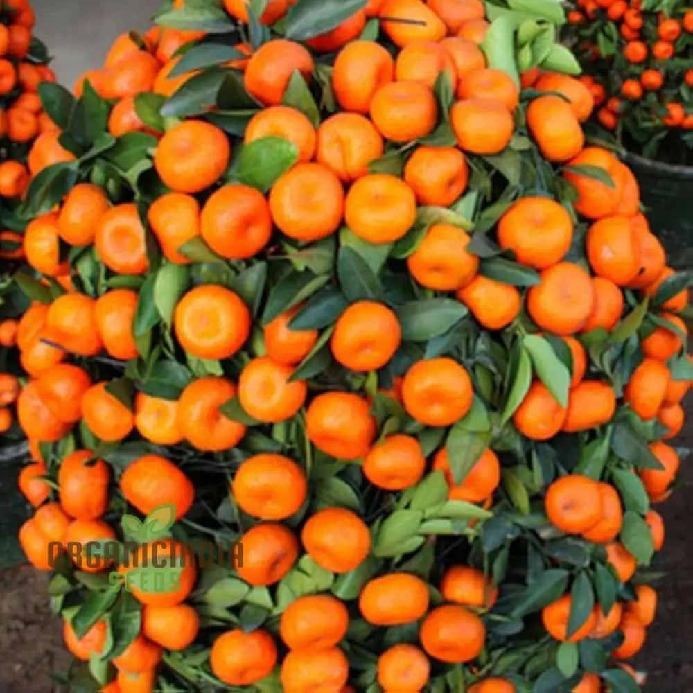 Mandarin Orange Dwarf Fruit Seeds for Planting, Premium Seeds for Growing Delicious Citrus in Your Home Garden - Image 3