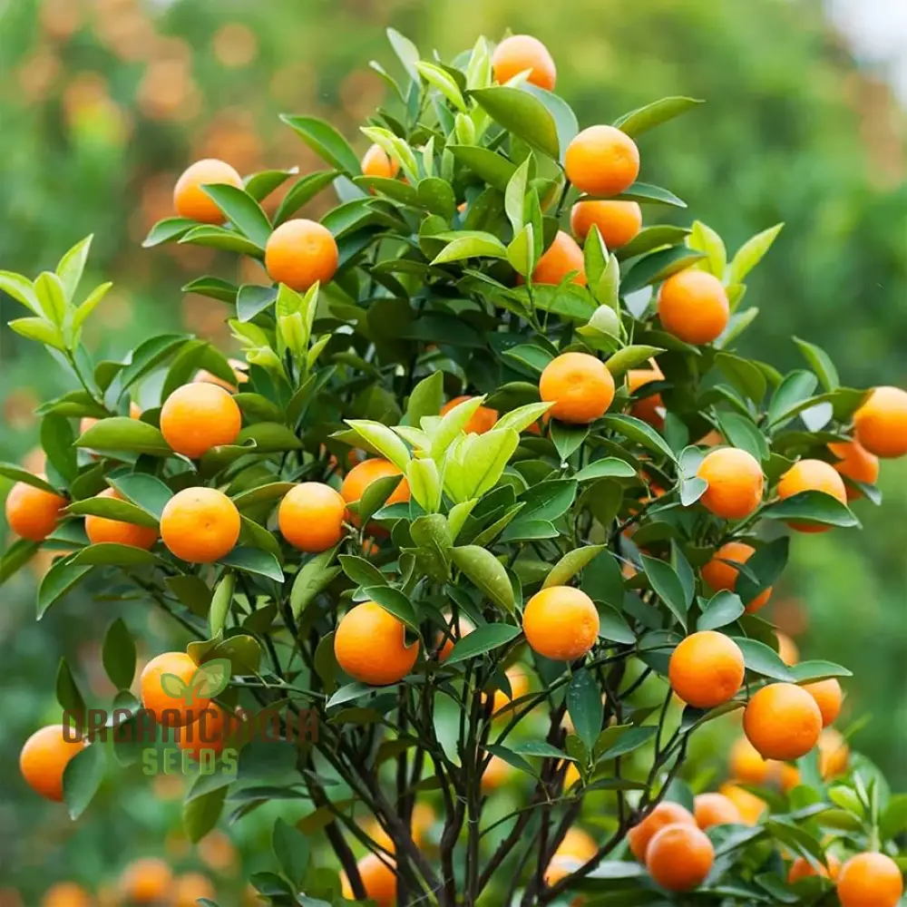 Mandarin Orange Dwarf Fruit Seeds for Planting, Premium Seeds for Growing Delicious Citrus in Your Home Garden - Image 4