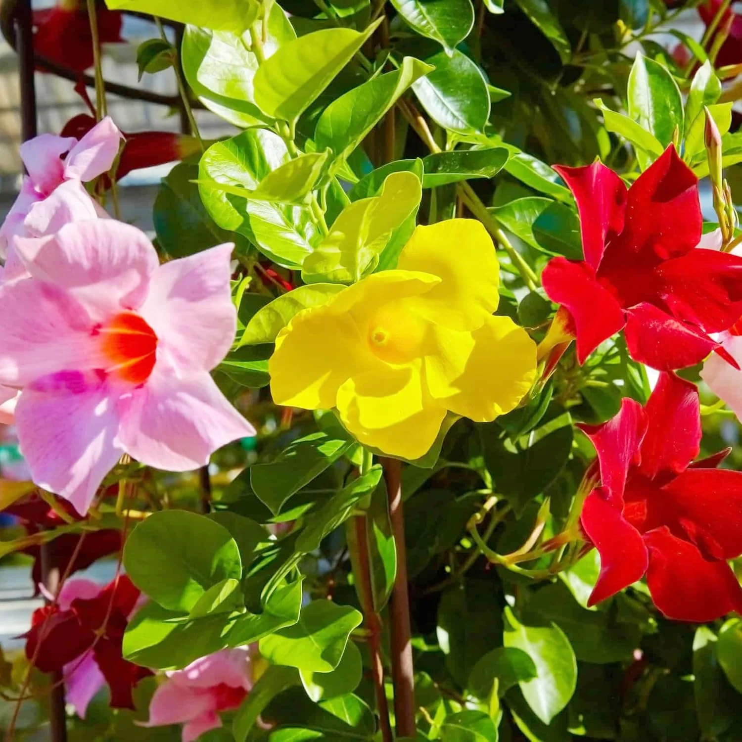 Mandevilla Sanderi Seeds Brazilian Jasmine Beautiful Colorful Fragrance Blooms Easy Care for Gardens And Containers