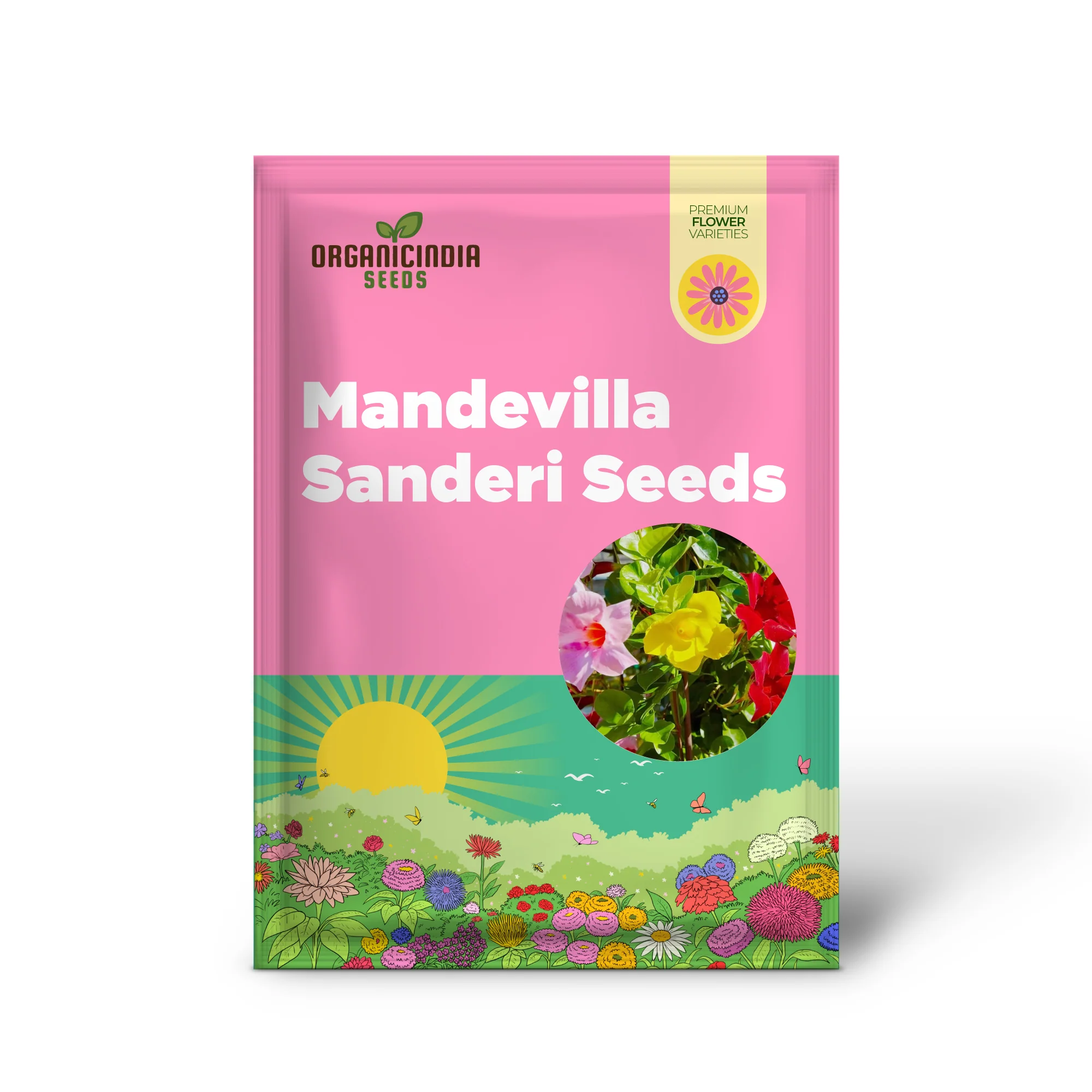 Mandevilla Sanderi Seeds Brazilian Jasmine Beautiful Colorful Fragrance Blooms Easy Care for Gardens And Containers - Image 2