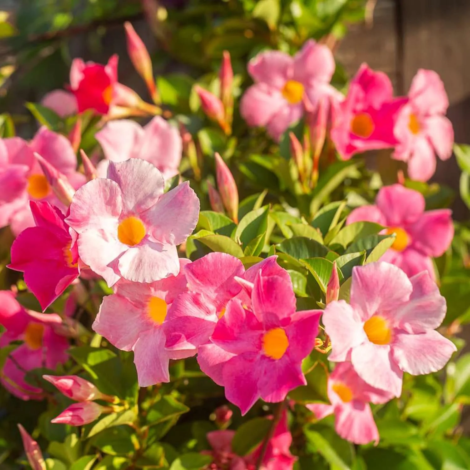 Mandevilla Sanderi Seeds Brazilian Jasmine Beautiful Colorful Fragrance Blooms Easy Care for Gardens And Containers - Image 3