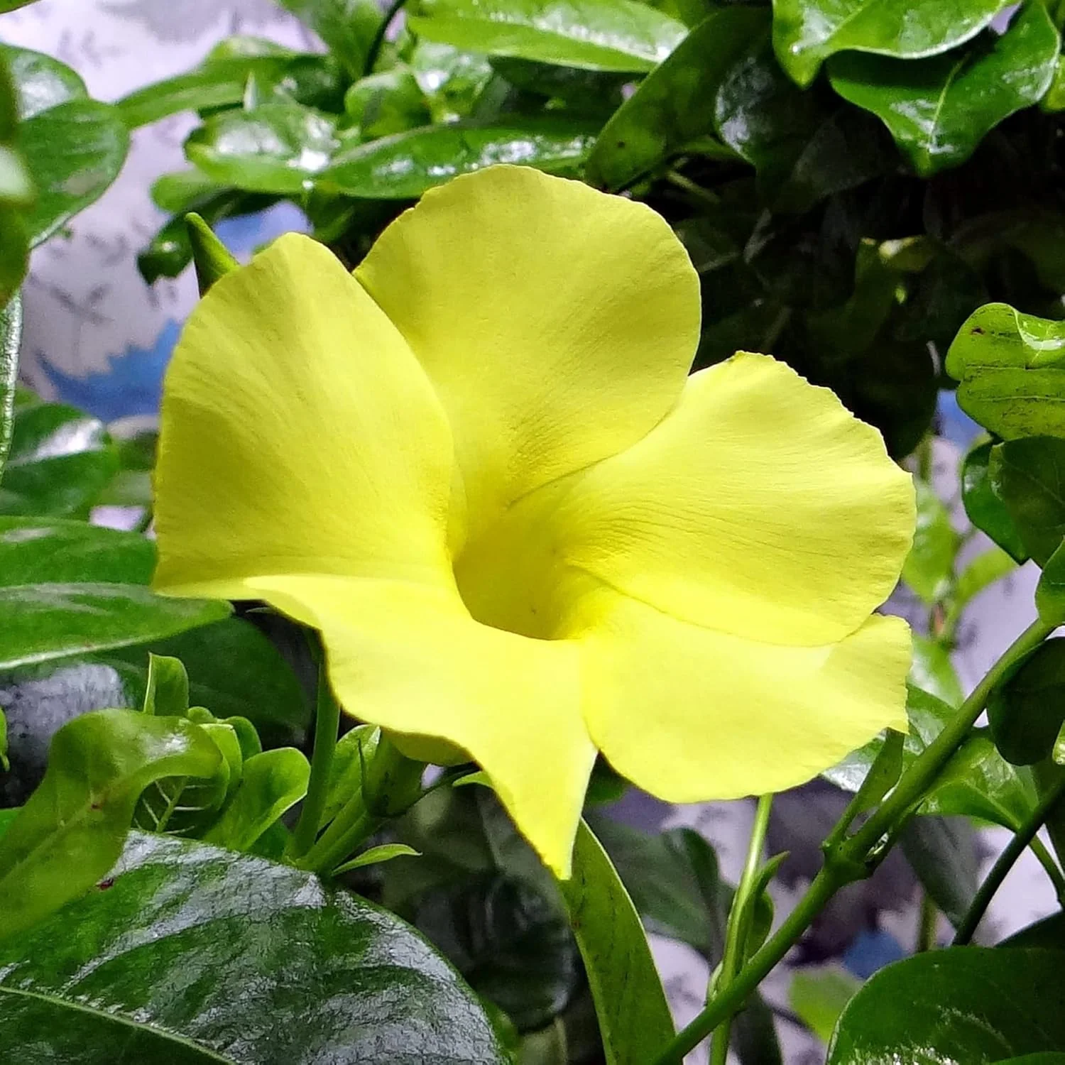 Mandevilla Sanderi Seeds Brazilian Jasmine Beautiful Colorful Fragrance Blooms Easy Care for Gardens And Containers - Image 4