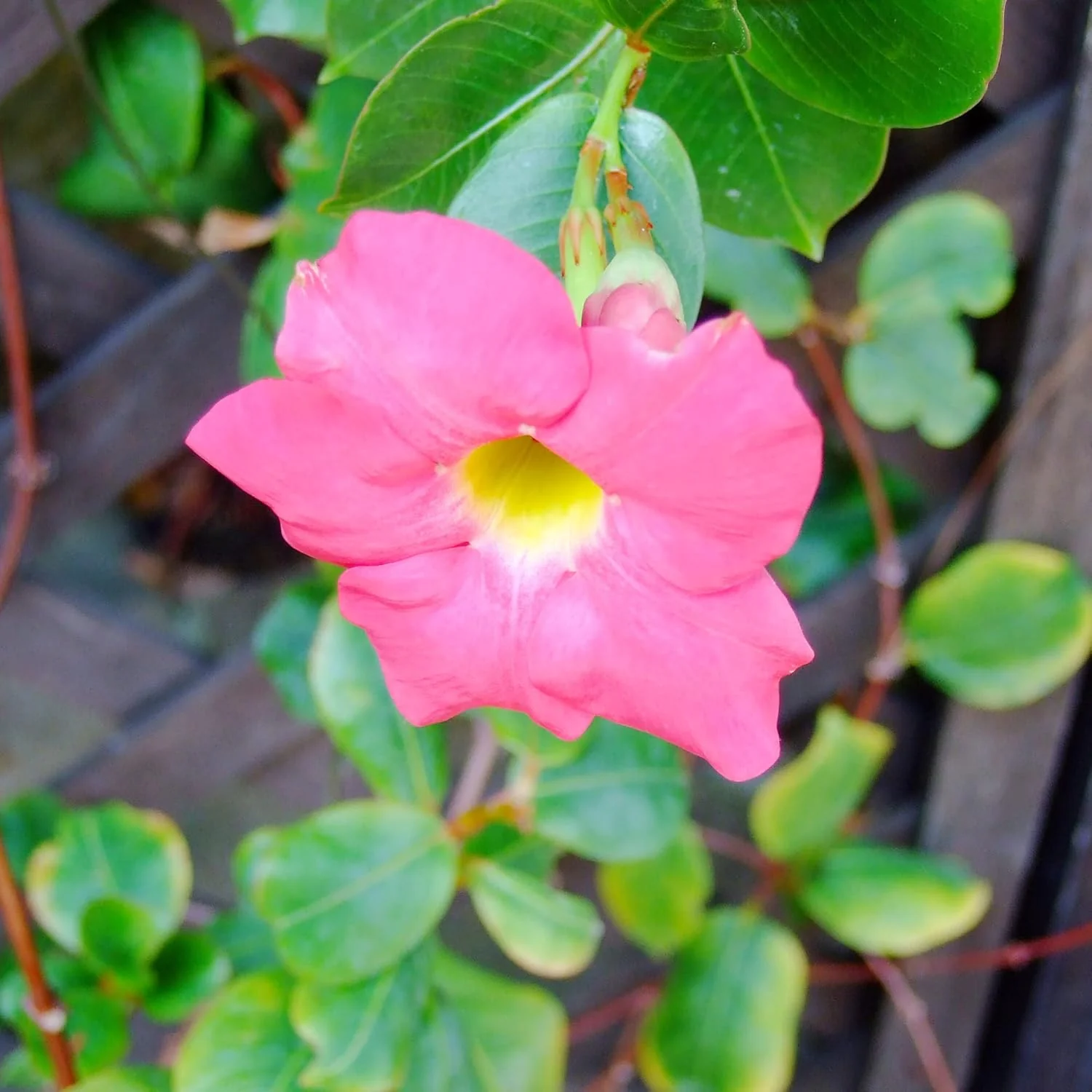 Mandevilla Sanderi Seeds Brazilian Jasmine Beautiful Colorful Fragrance Blooms Easy Care for Gardens And Containers - Image 5