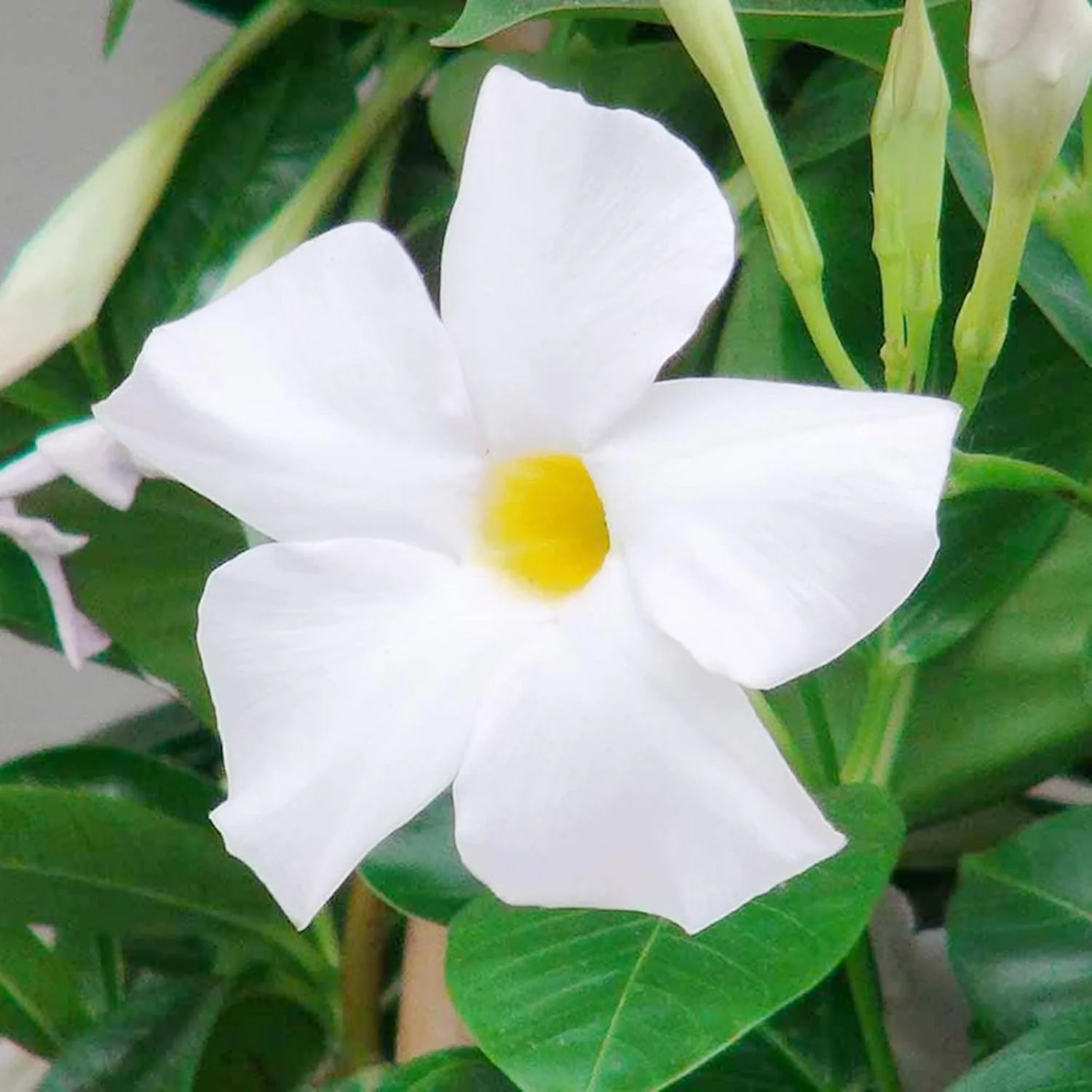 Mandevilla Sanderi Seeds Brazilian Jasmine Beautiful Colorful Fragrance Blooms Easy Care for Gardens And Containers - Image 6