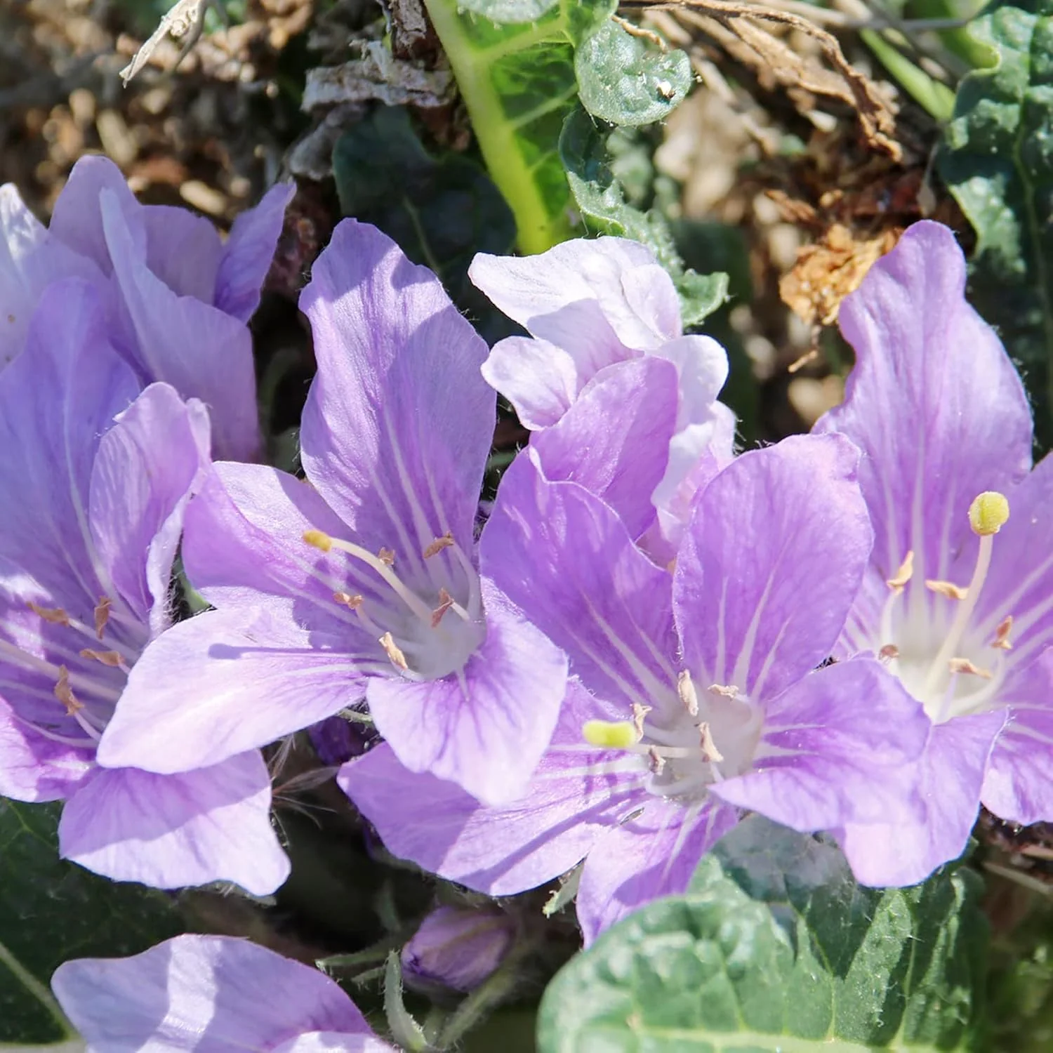 Mandrake Seeds - Mandragora Officinarum Perennial Herb for Fruit & Berries, Ideal for Courtyard and Outdoor Gardens, GMO-Free - 20Pcs