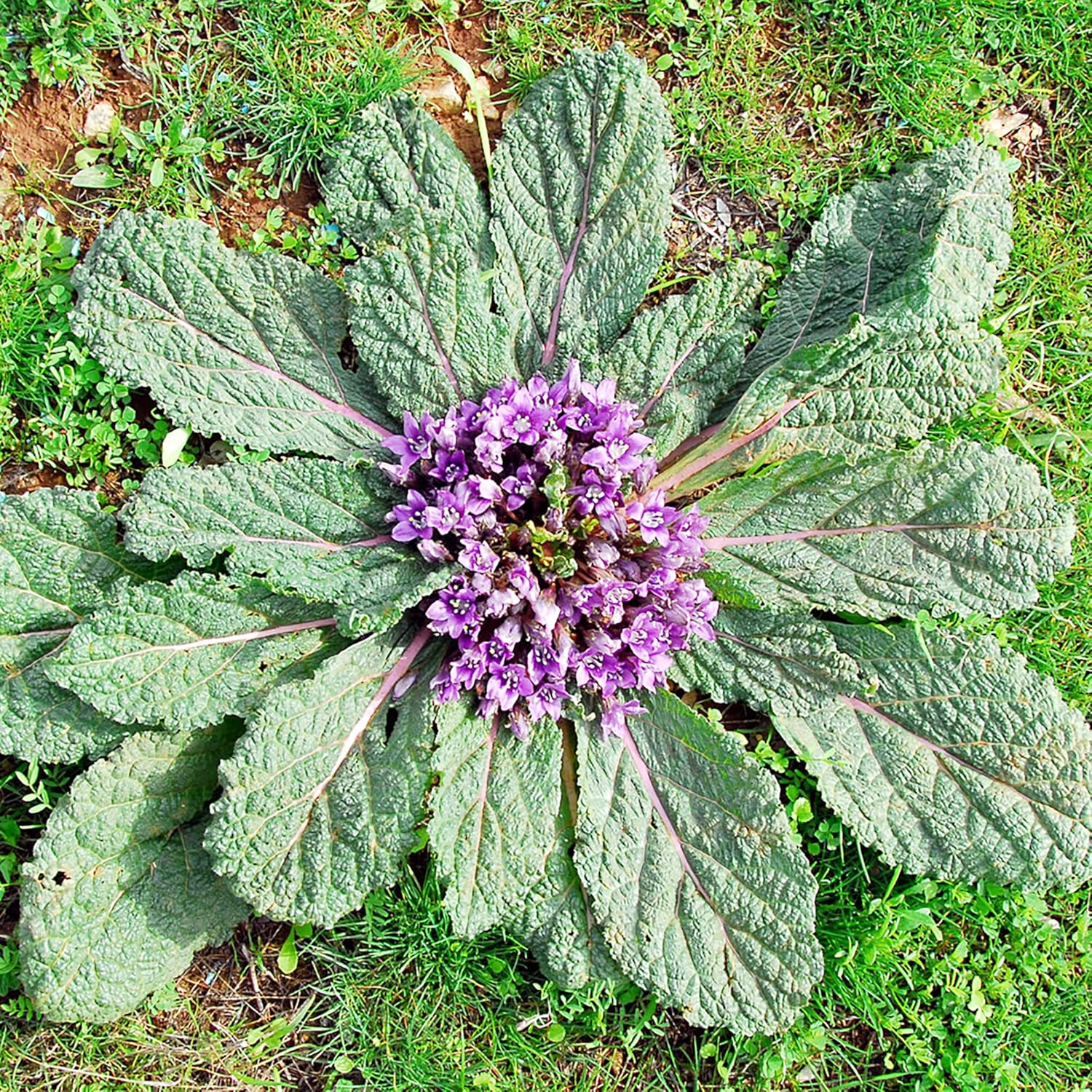 Mandrake Seeds - Mandragora Officinarum Perennial Herb for Fruit & Berries, Ideal for Courtyard and Outdoor Gardens, GMO-Free - 20Pcs - Image 3