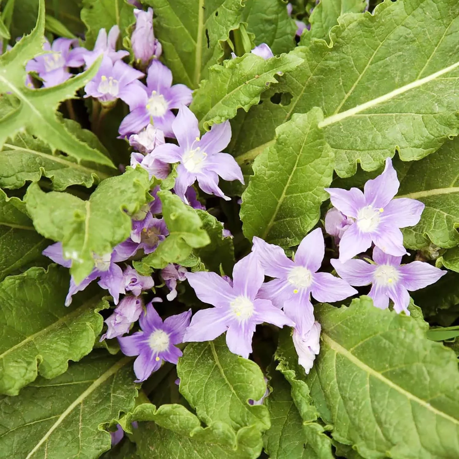 Mandrake Seeds - Mandragora Officinarum Perennial Herb for Fruit & Berries, Ideal for Courtyard and Outdoor Gardens, GMO-Free - 20Pcs - Image 4