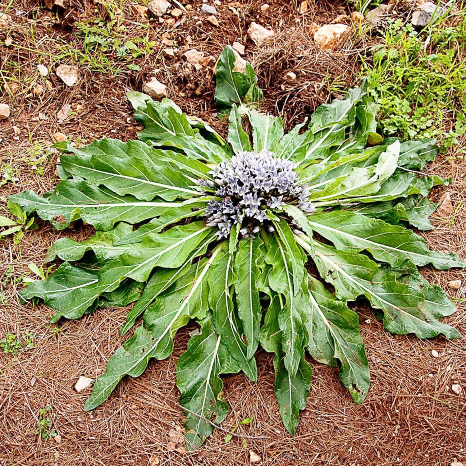 Mandrake Seeds - Mandragora Officinarum Perennial Herb for Fruit & Berries, Ideal for Courtyard and Outdoor Gardens, GMO-Free - 20Pcs - Image 5