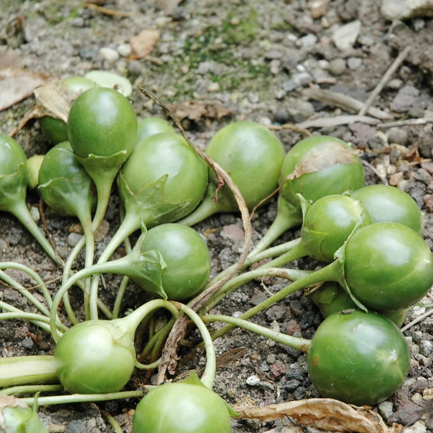 Mandrake Seeds - Mandragora Officinarum Perennial Herb for Fruit & Berries, Ideal for Courtyard and Outdoor Gardens, GMO-Free - 20Pcs - Image 6