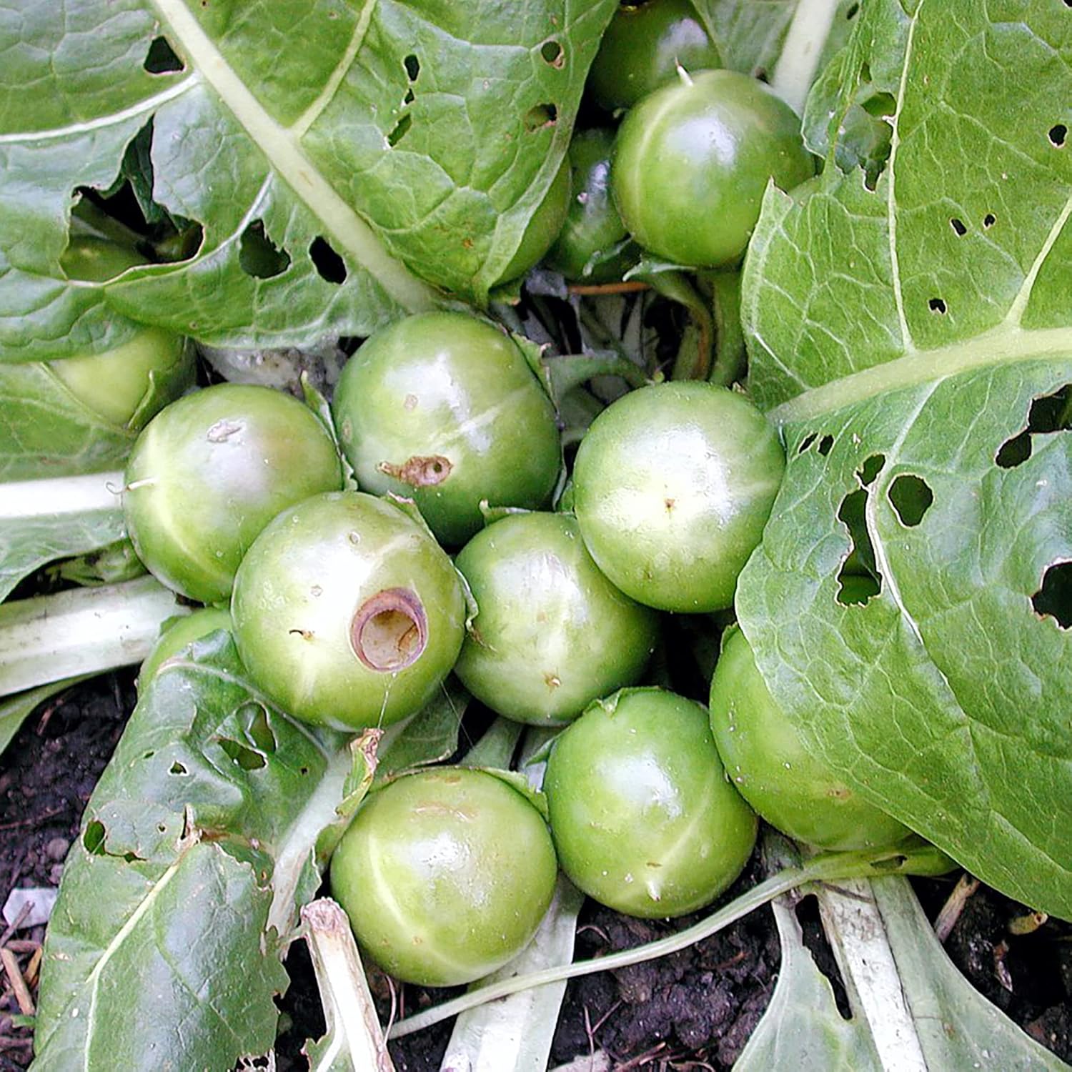 Mandrake Seeds - Mandragora Officinarum Perennial Herb for Fruit & Berries, Ideal for Courtyard and Outdoor Gardens, GMO-Free - 20Pcs - Image 7