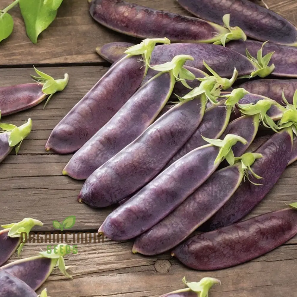 Mange Tout Pea Shiraz Vegetable Seeds, Heirloom Purple Snap Pea Vegetable Seeds for Home Gardening, High Yield, Easy to Grow