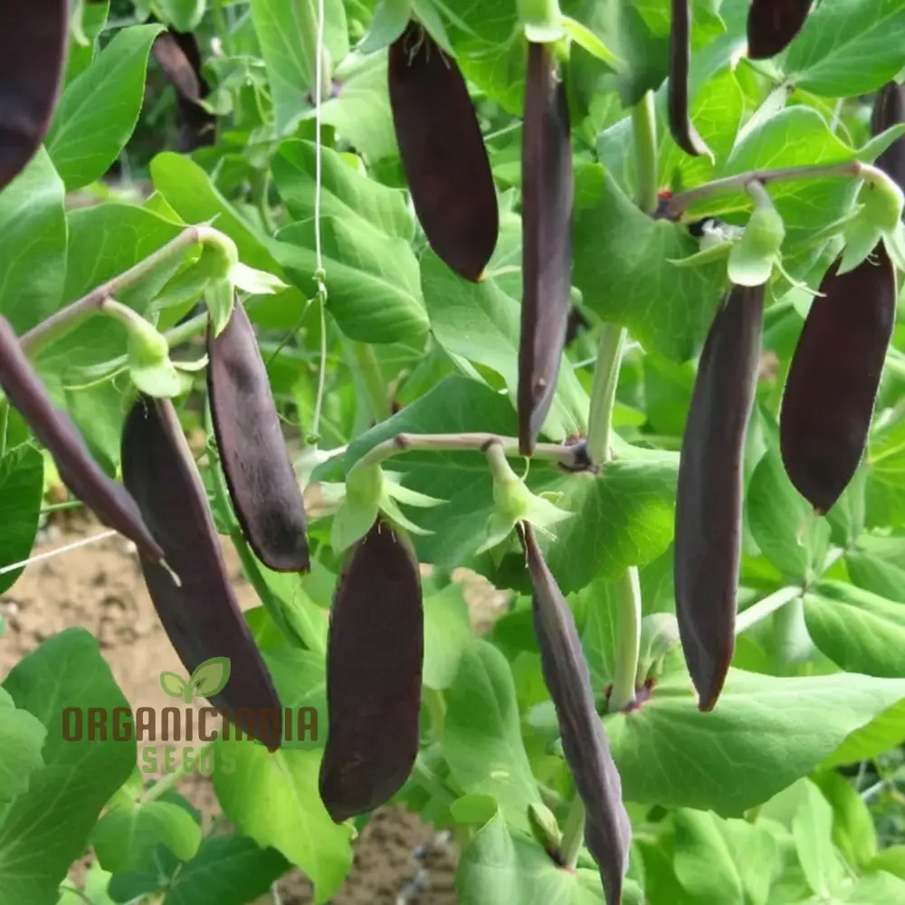 Mange Tout Pea Shiraz Vegetable Seeds, Heirloom Purple Snap Pea Vegetable Seeds for Home Gardening, High Yield, Easy to Grow - Image 3