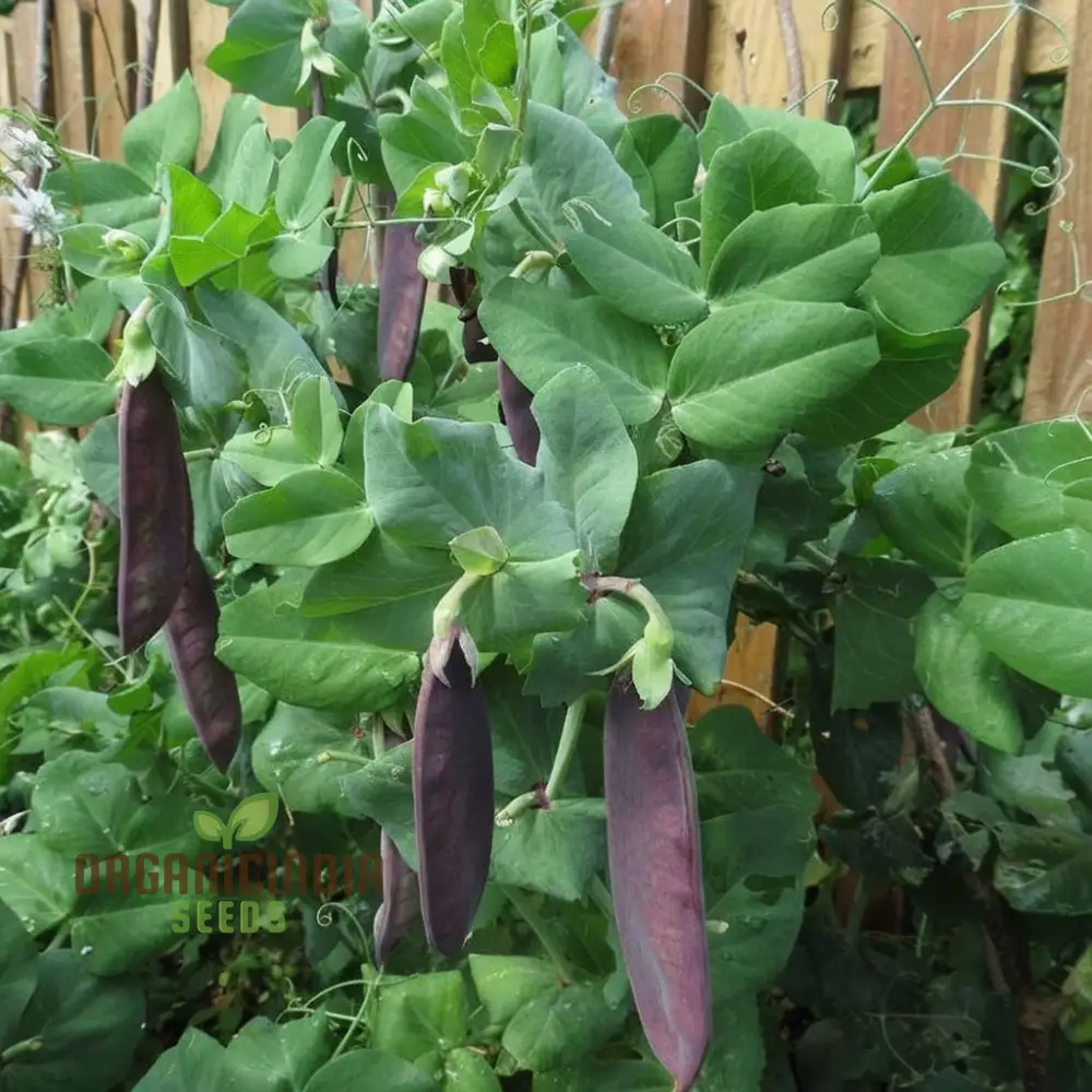 Mange Tout Pea Shiraz Vegetable Seeds, Heirloom Purple Snap Pea Vegetable Seeds for Home Gardening, High Yield, Easy to Grow - Image 4