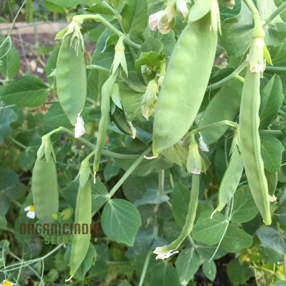 Mange Tout Sweet Horizon Vegetable Seeds for Planting