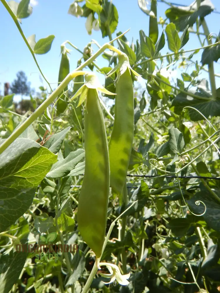 Mange Tout Sweet Horizon Vegetable Seeds for Planting - Image 3