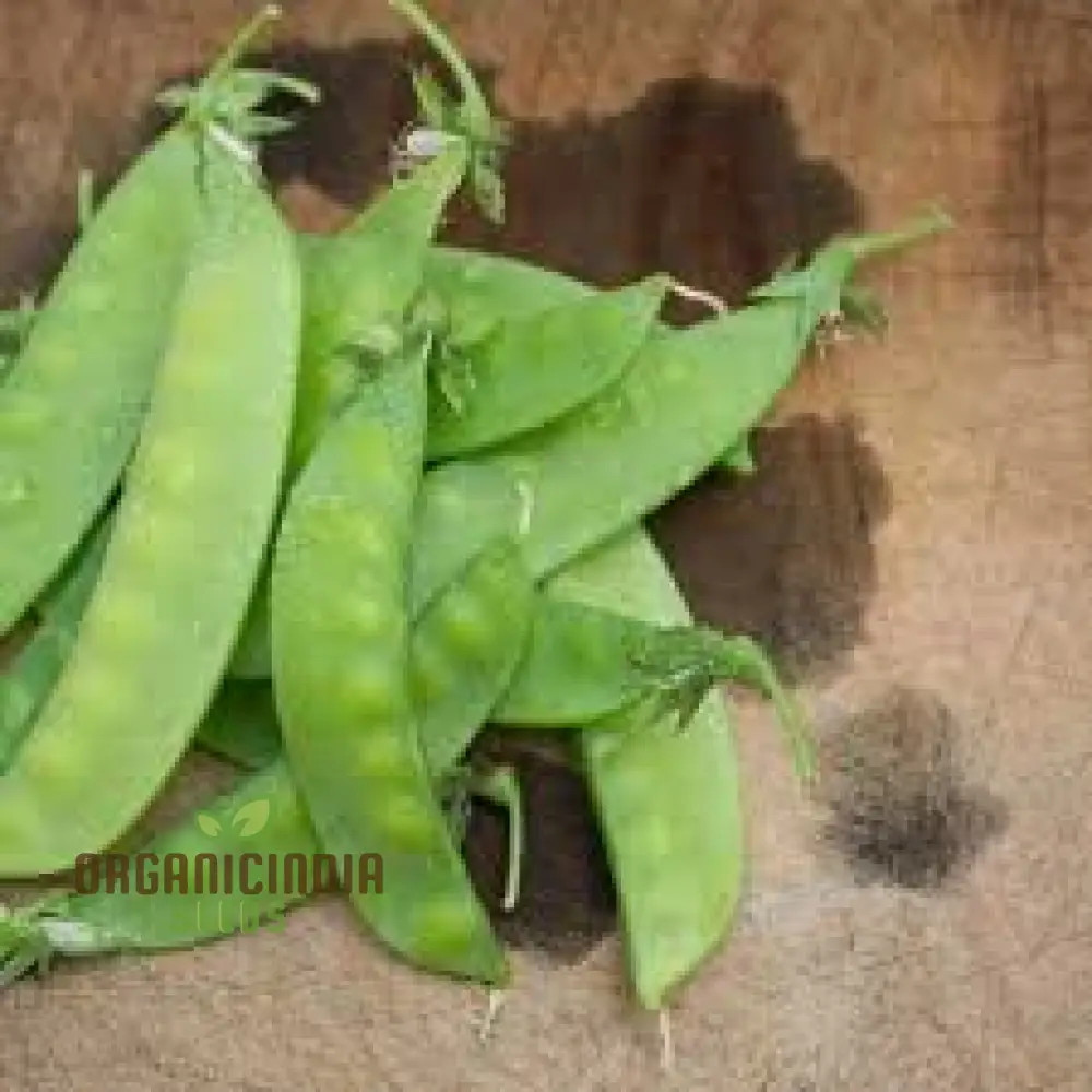 Mange Tout Sweet Horizon Vegetable Seeds for Planting - Image 4